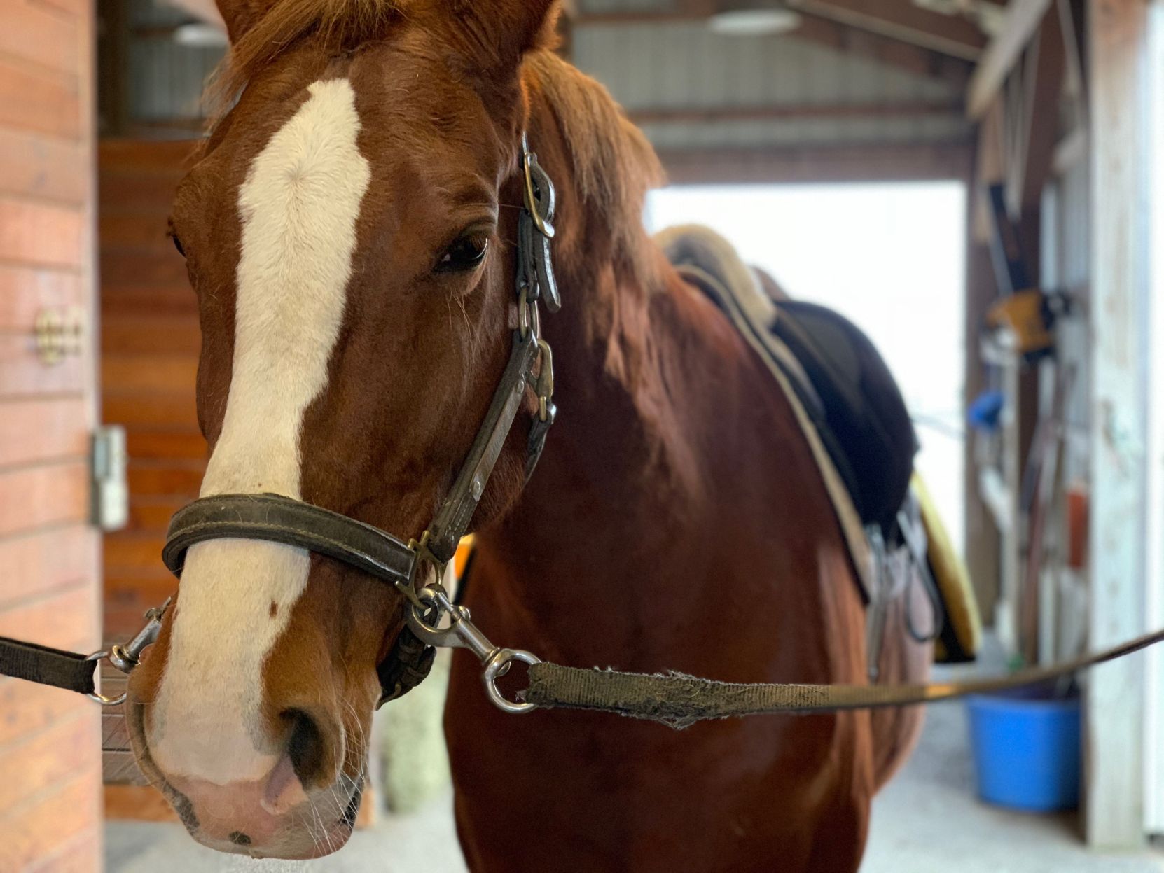 01-23-20 Pennsylvania Warhorse Horse 2.jpg